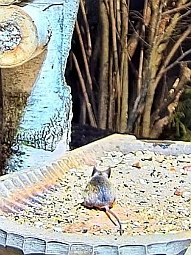 livebirdspoland_007659a7e6e9bfee7a4d8cfcef218c20.jpg