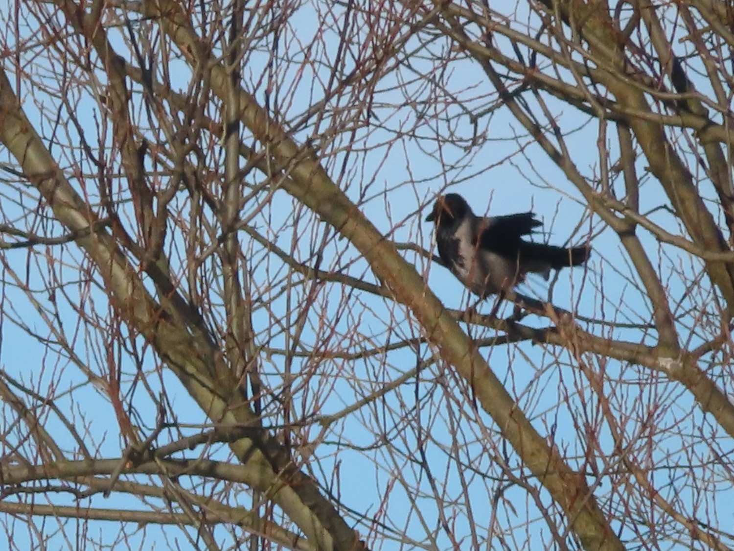 livebirdspoland_fb32309370030e487b861e4123128107.jpg