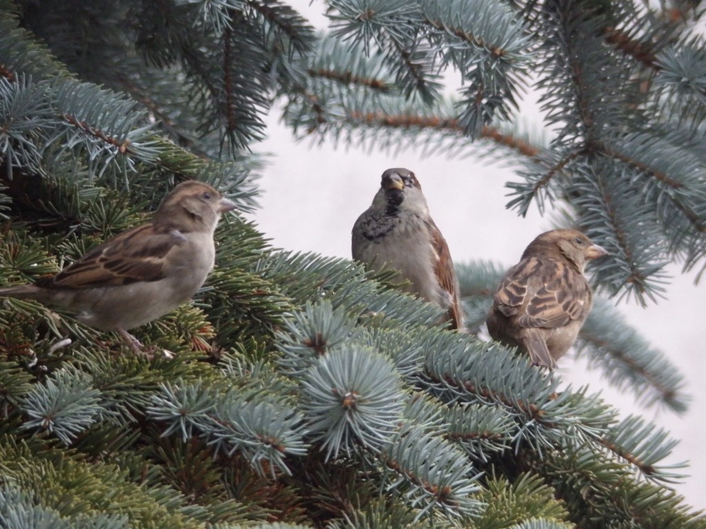 livebirdspoland_69fa2540c56a796d002b1c4f7244e805.jpg