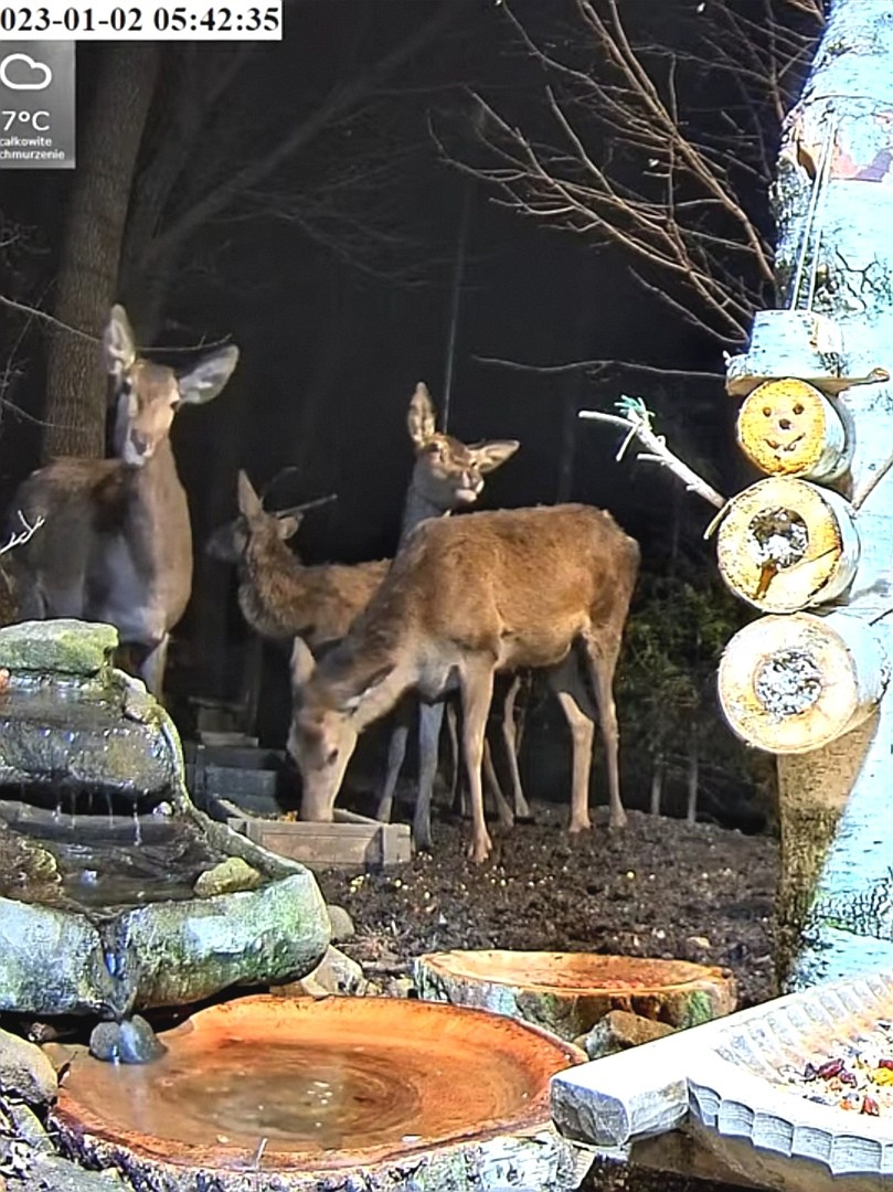 livebirdspoland_a8ad6b242abd63fcfd43c6cb4d6fcb50.jpg