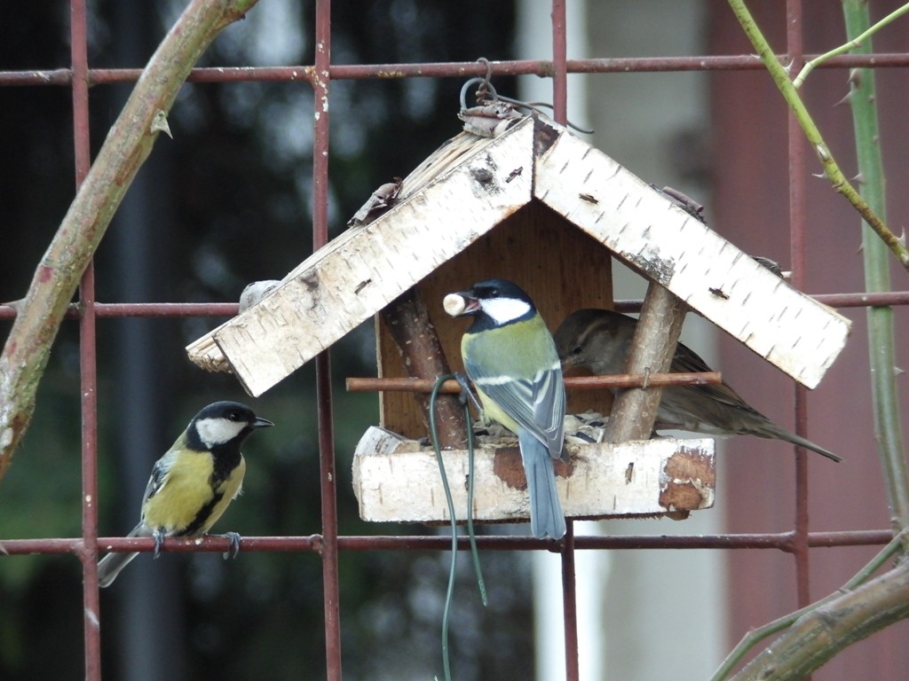 livebirdspoland_a468c9b816057a781752204d57b3cf17.jpg