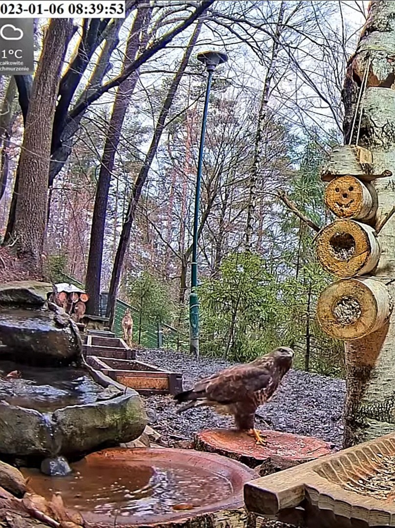 livebirdspoland_3d77c7150b26e8247e88446d6fe3606a.jpg