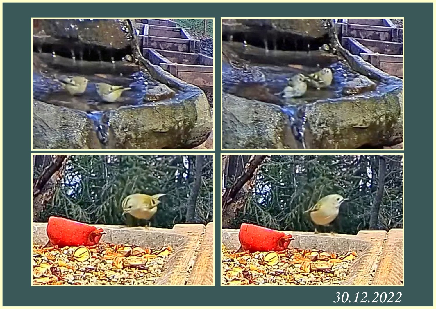 livebirdspoland_6cce825f63b769f395c0e16b548e0d08.jpg