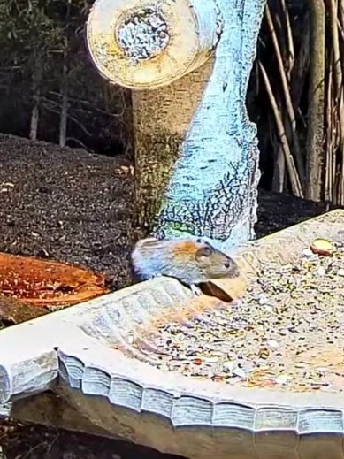 livebirdspoland_eb34115979b5f8ae845d3101c83218d6.jpg
