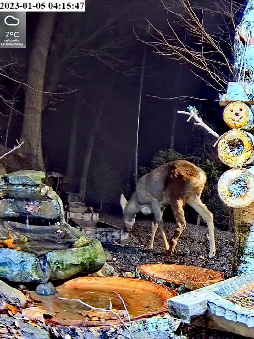 livebirdspoland_10f0bd2cfb6e58cb8cfe7f7dcaacb802.jpg