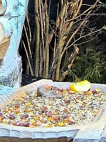 livebirdspoland_967eb055f384f420307363c14162dd04.jpg
