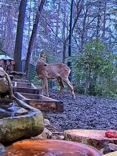 livebirdspoland_d7e2d1459dfd41445a11232be21a01b9.jpg