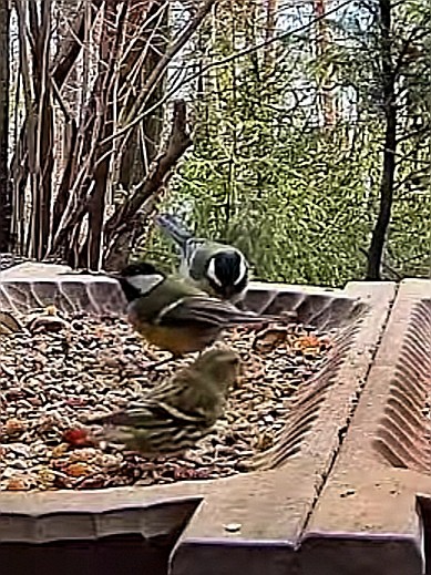 livebirdspoland_2a2762a7735f0edc2eb2c236e2b3ab4f.jpg