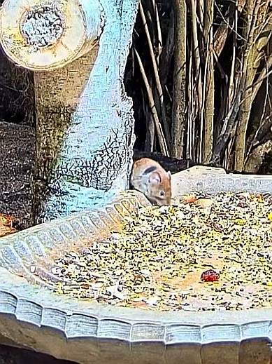 livebirdspoland_b14b4d201fe28d15869da3570dc80bfb.jpg