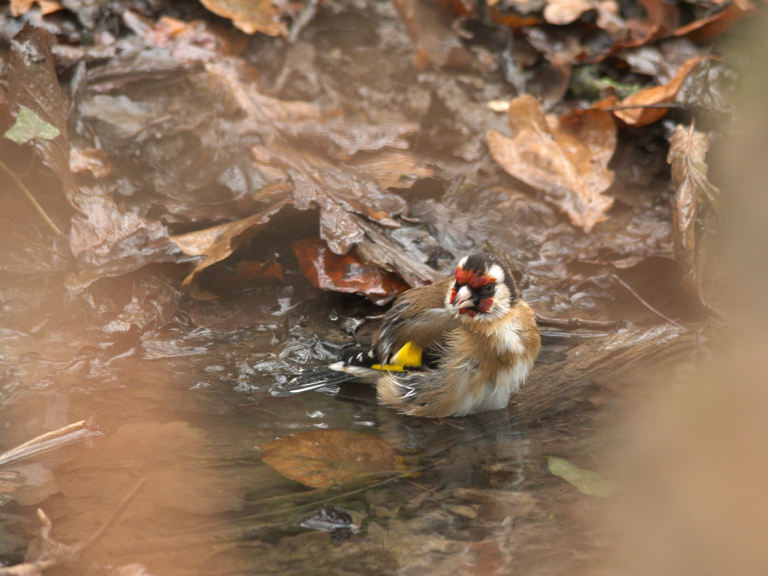 livebirdspoland_982720c1550bfedaefc24791e4b87ba1.jpg