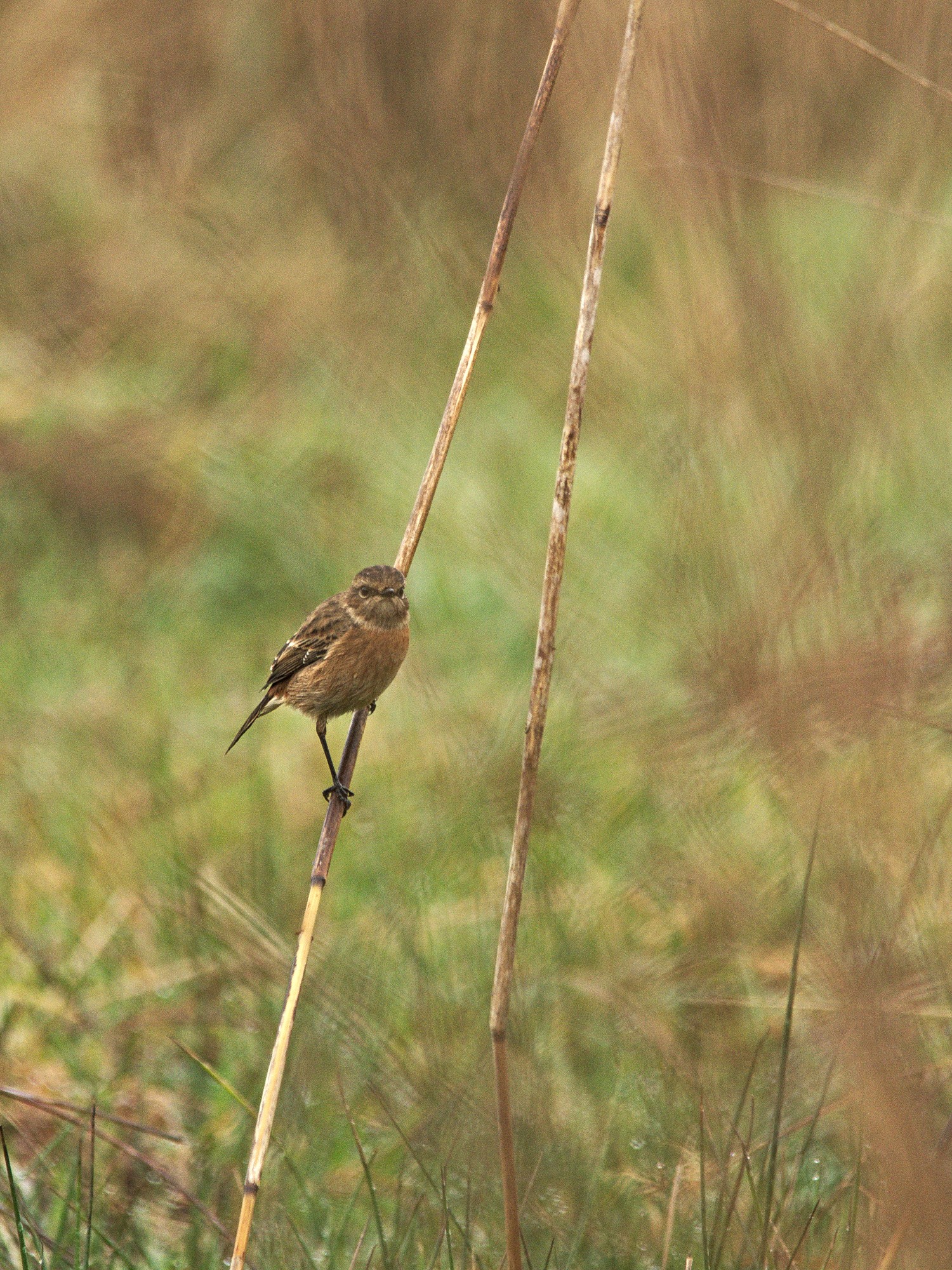 livebirdspoland_6e7cb88911b106d54521d9ef4917d573.jpg