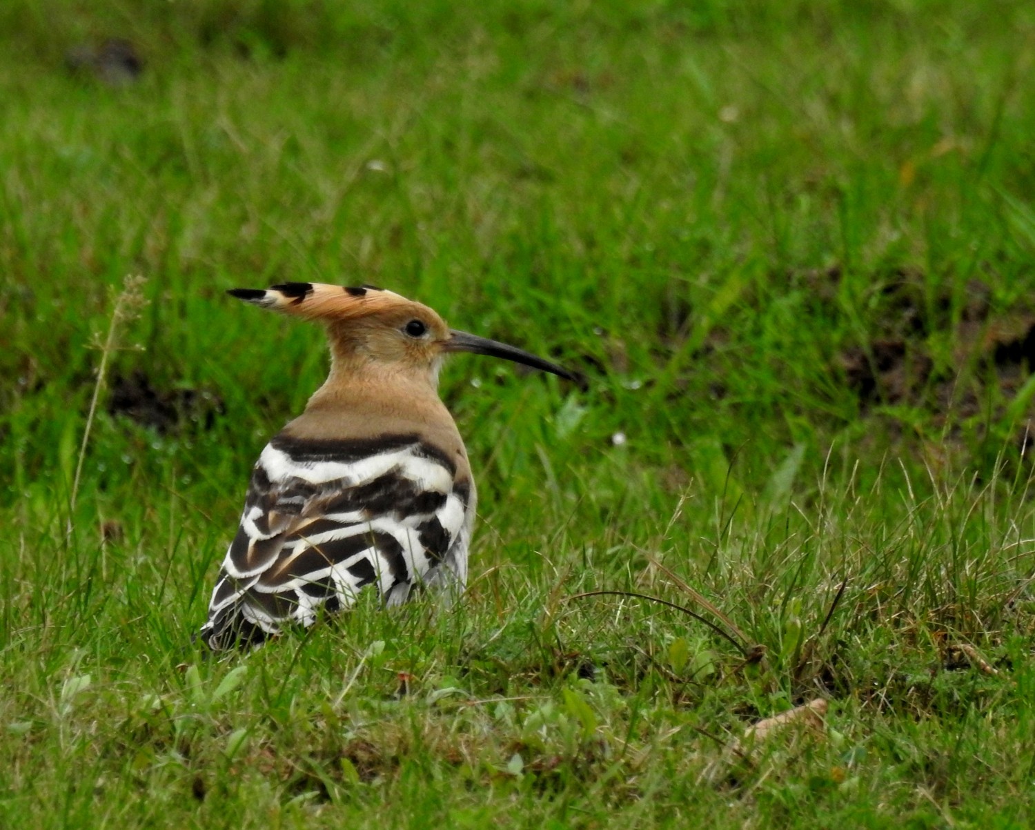 livebirdspoland_57cc289dc4b5b5bb66caa45fa1e9c6c5.jpg