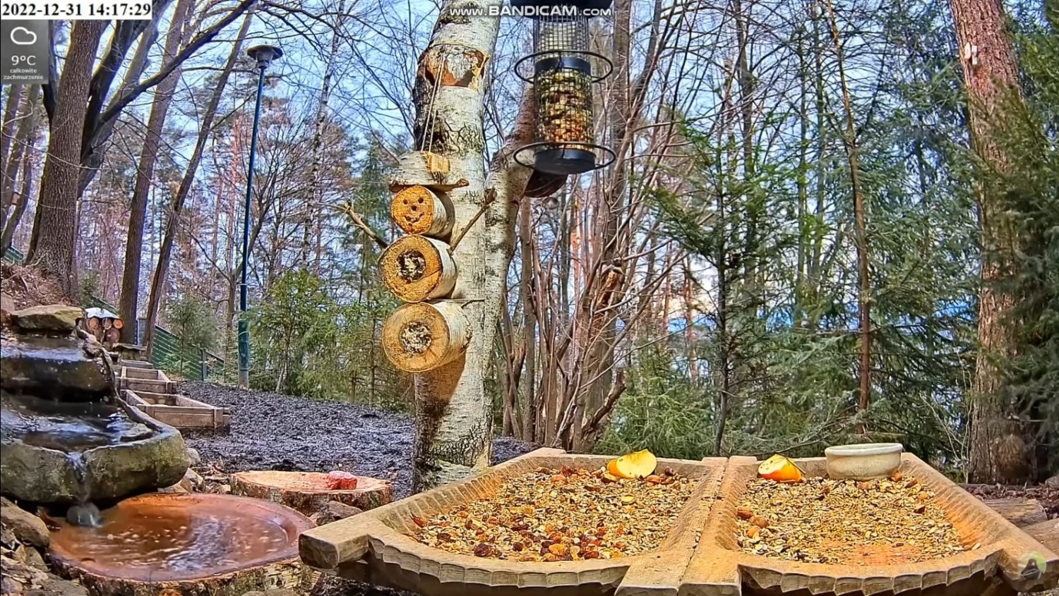 livebirdspoland_5741c8affdc478cc76bf066ee1d84583.jpg