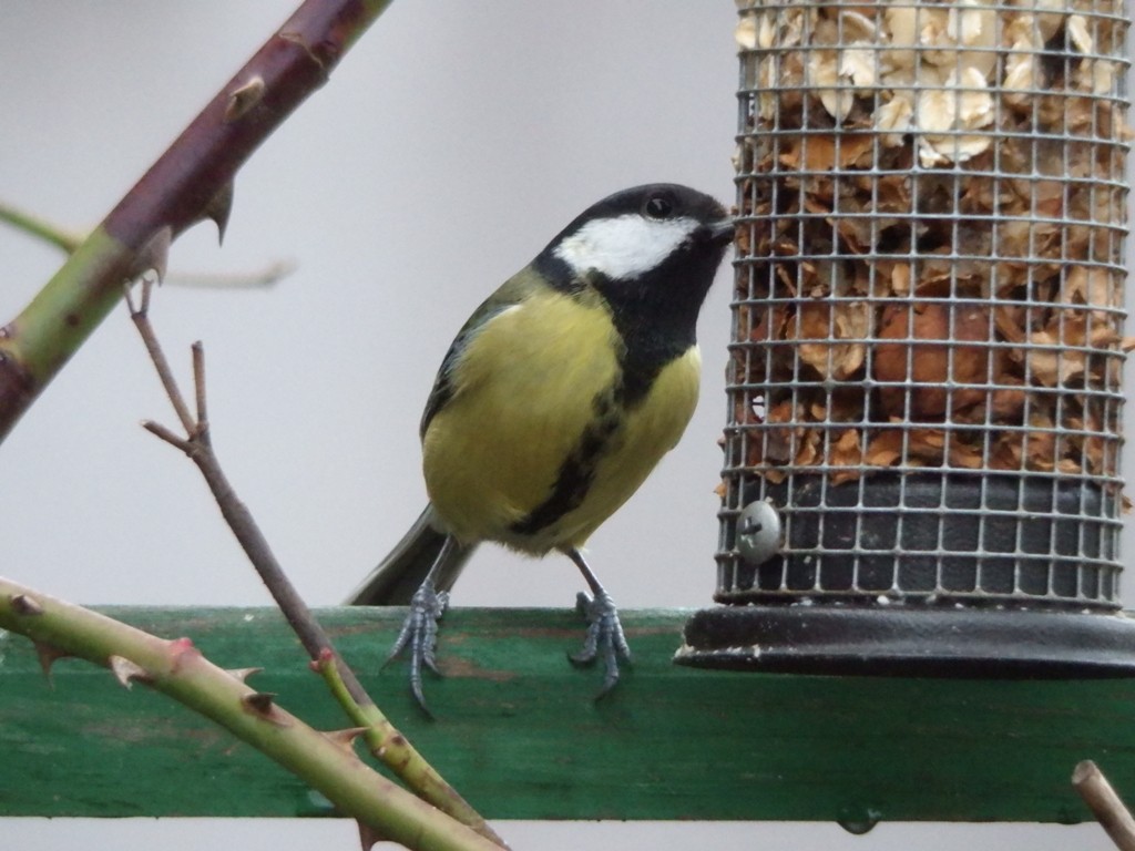 livebirdspoland_d688fe5ca32b8171b27bbd11c70d4c81.jpg