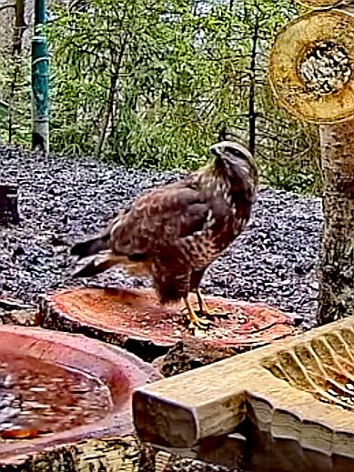 livebirdspoland_774b538702b7f64683ff0d5fd64ab8ce.jpg