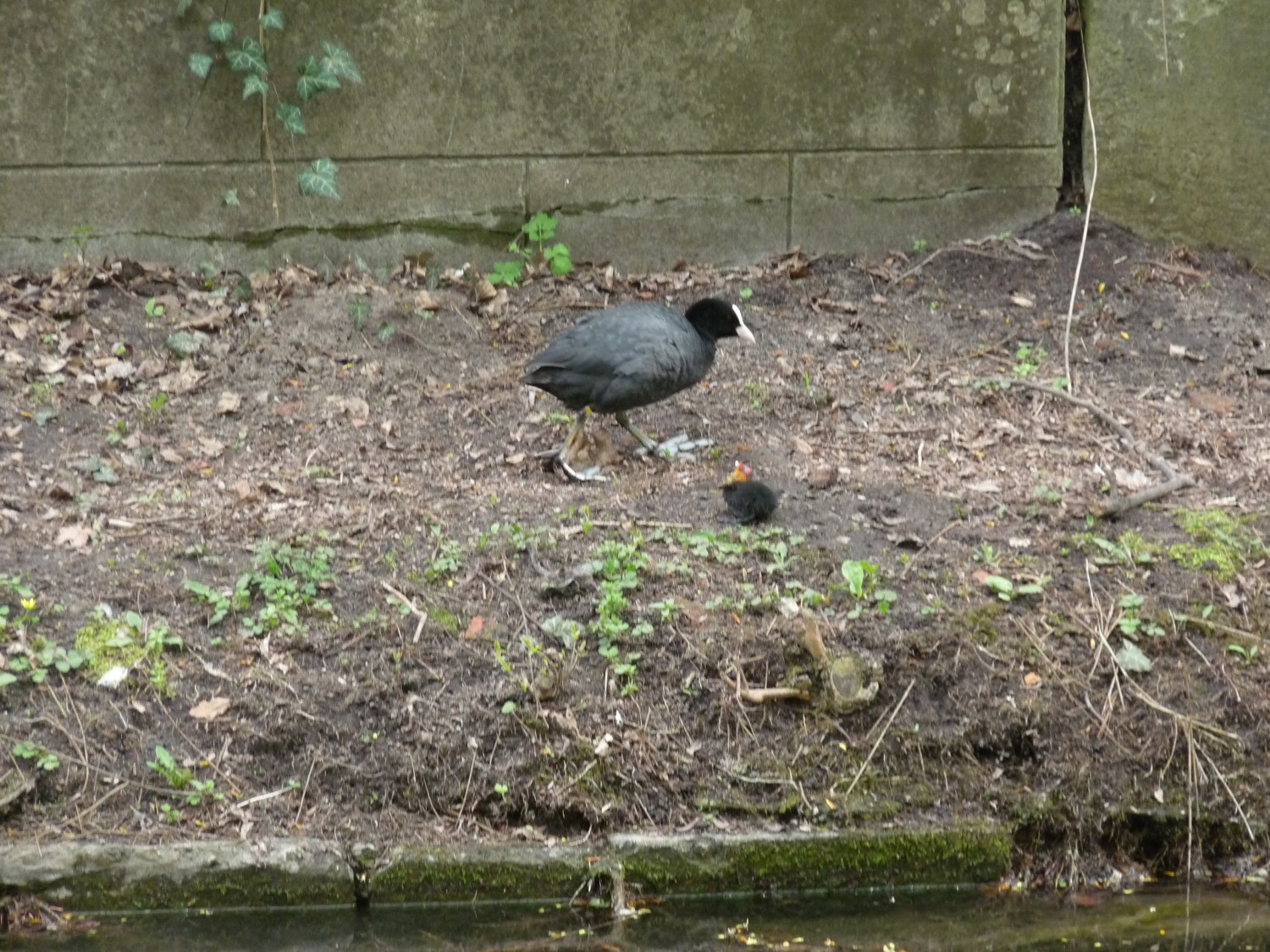 livebirdspoland_778adbccfba5dcee64f5e625ea02b4ba.jpg