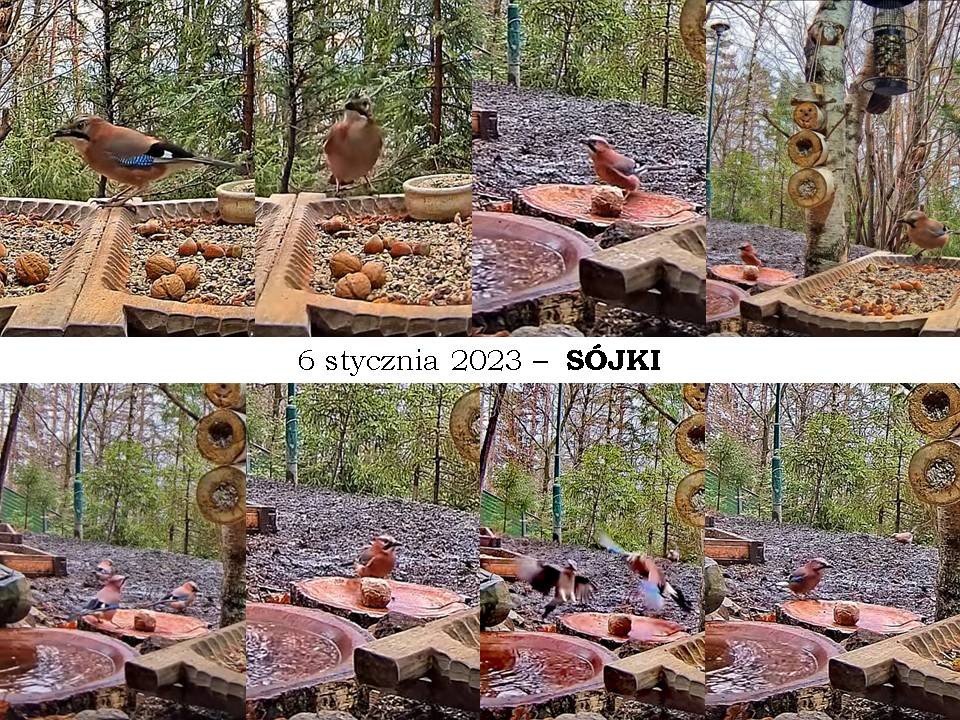 livebirdspoland_4cc4af36e3353c52bbc7ac8fd747ffad.jpg