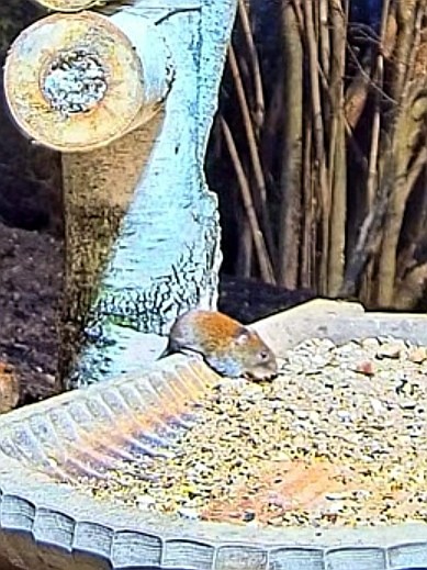 livebirdspoland_5d7a83e3d56e72741de473d4dae5bf72.jpg