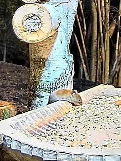 livebirdspoland_387cb64583621451fc0d15b5e4c7b55c.jpg