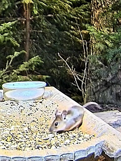 livebirdspoland_4dea2744a63a0637b1ed11feedf8b67d.jpg