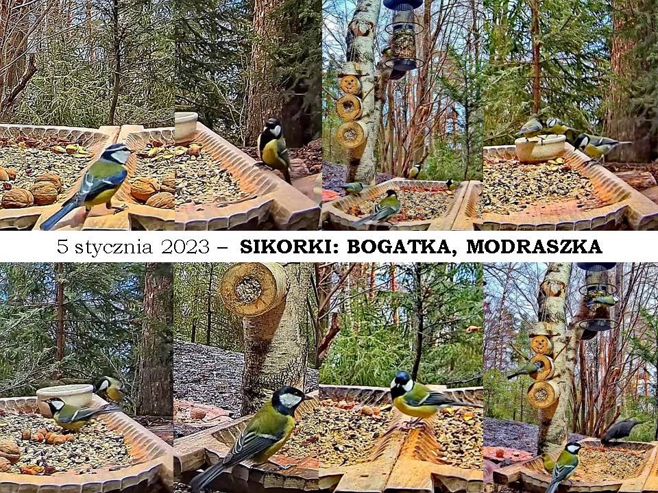 livebirdspoland_e5c309094c8963080bf50ecc9743828f.jpg