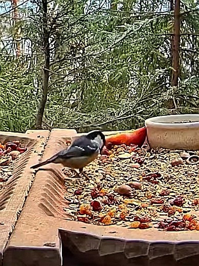 livebirdspoland_784e42e051be82af8ffe9d3d156eb170.jpg