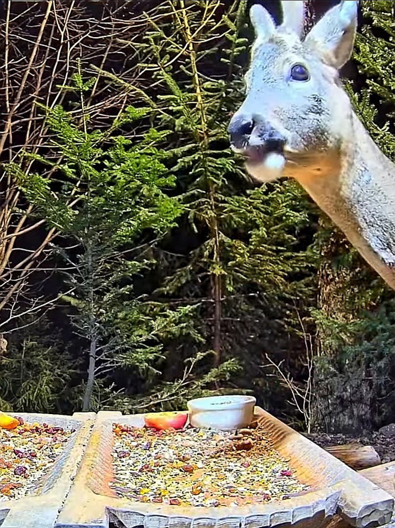livebirdspoland_e0d45daac96fa7b2d779c544c489d942.jpg