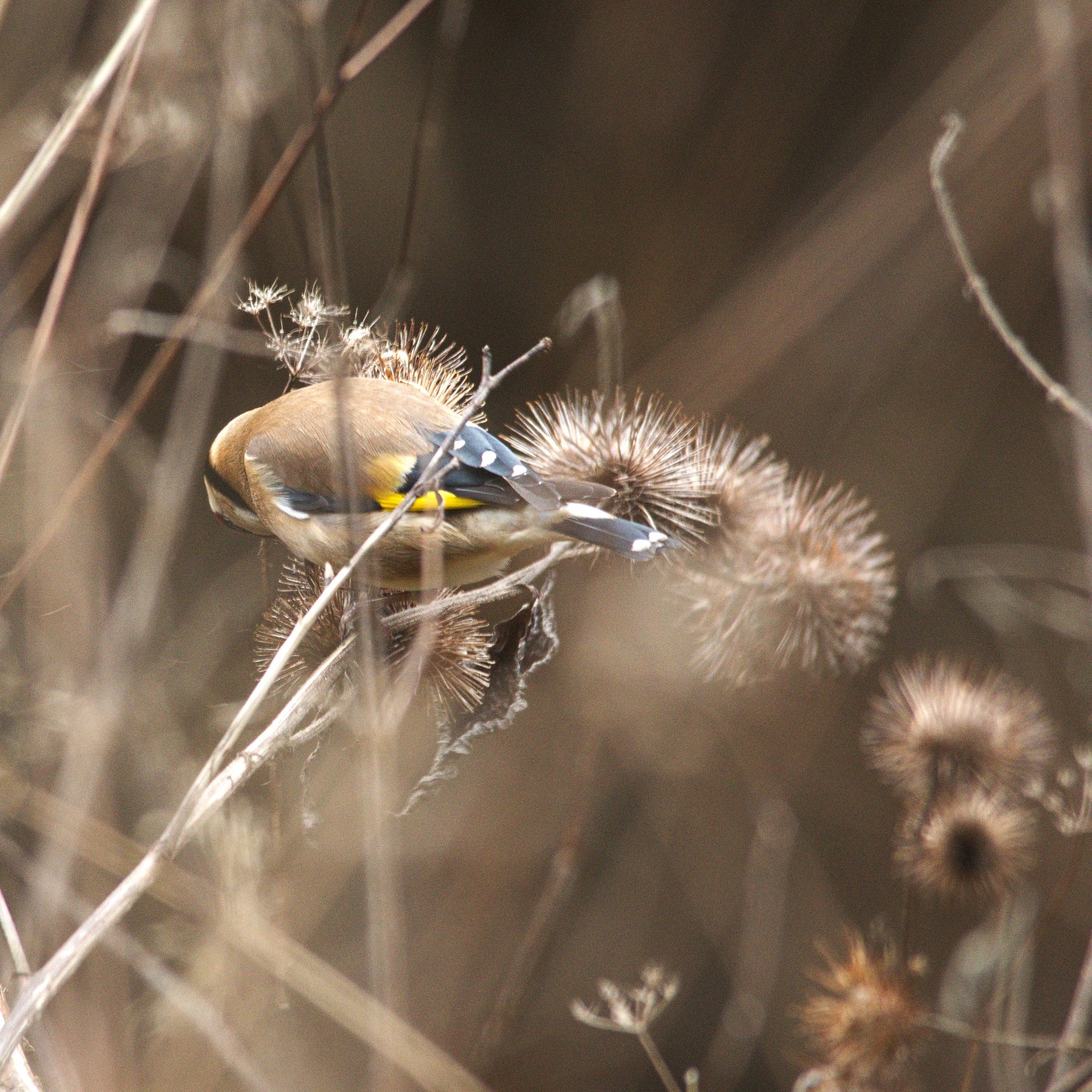 livebirdspoland_5dcaafb92e93352853b29045314e8098.jpg