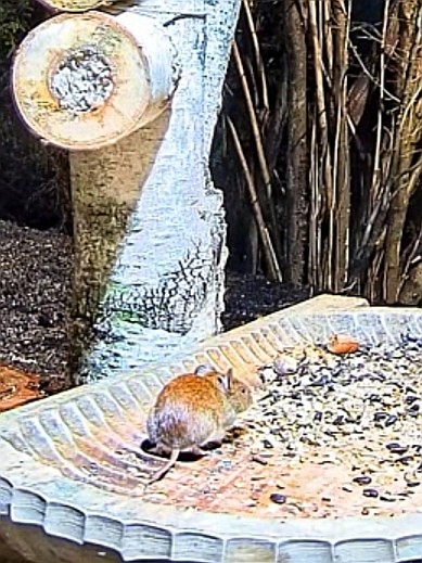 livebirdspoland_4a78c7705e97bc73ad30c0c07ccd4073.jpg