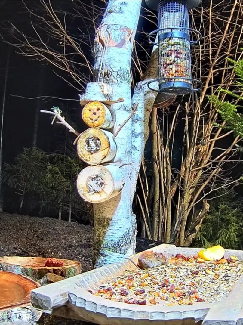 livebirdspoland_8889e79f7c8cbaf83e0b3bbe17d99471.jpg