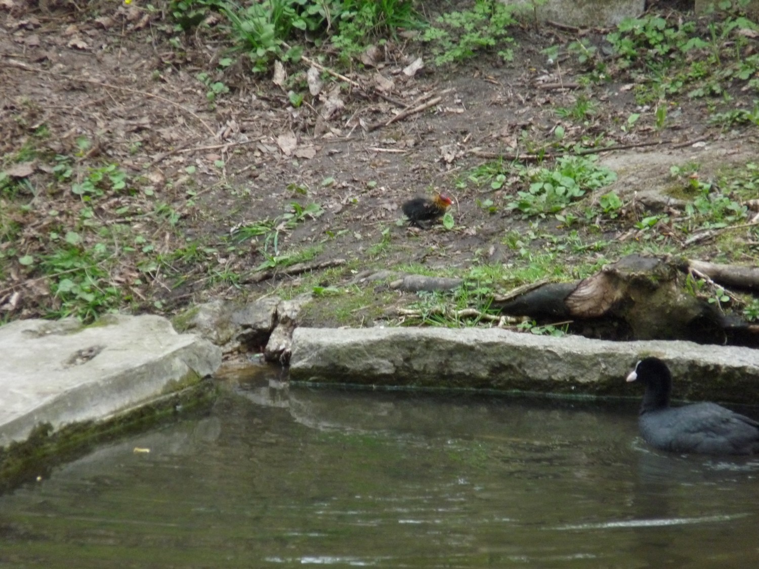 livebirdspoland_2d4f7922e1c5577149b5775edb6420d7.jpg
