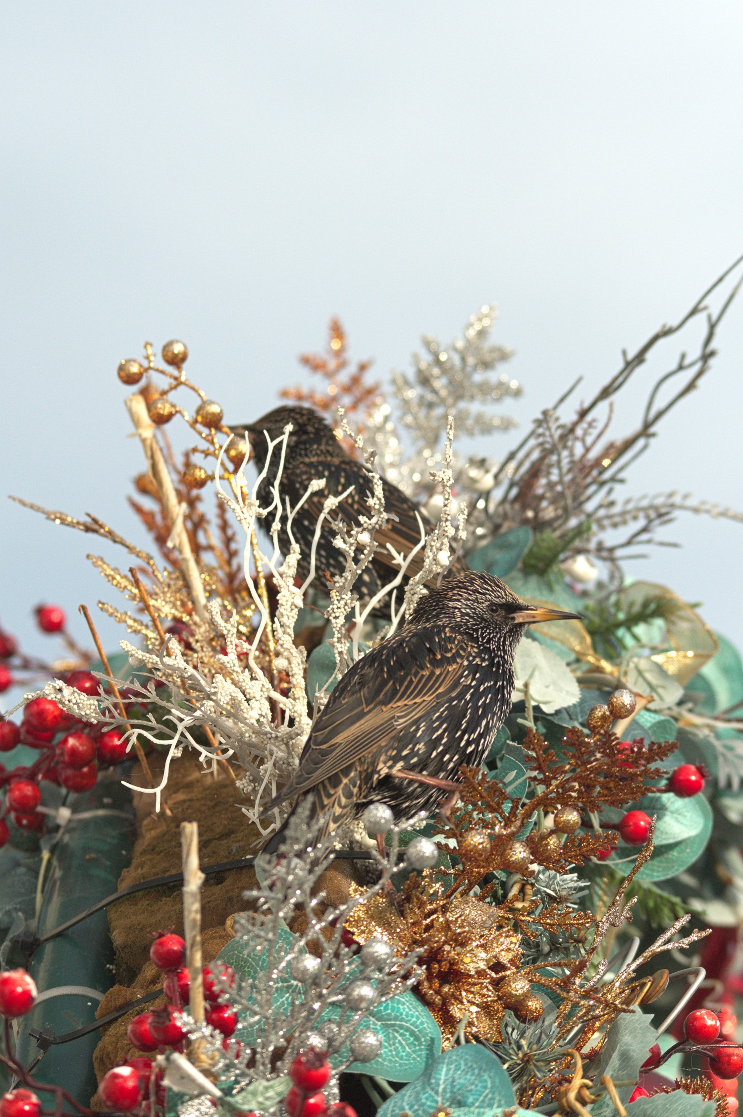 livebirdspoland_39dd4eba8d35b33f1371f7a81dd6d4e3.jpg