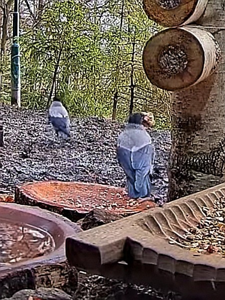 livebirdspoland_b1f982ea85b6d6ab173dddc4e7363d37.jpg