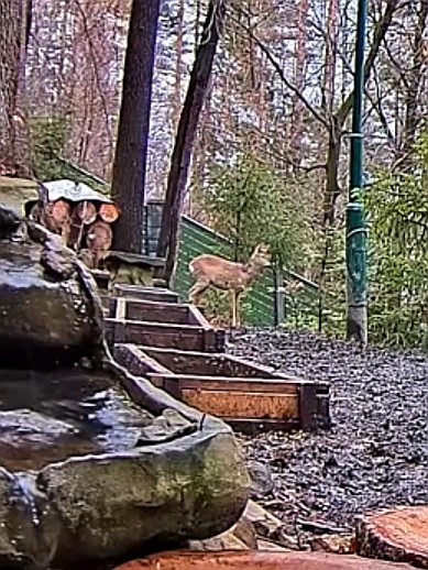 livebirdspoland_5af400c08c3aefc53298d95f49e89442.jpg