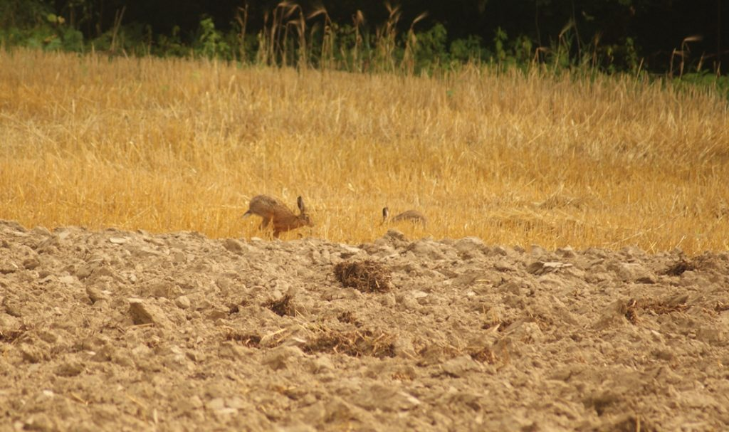 livebirdspoland_1c97a6a1496ab1b1d54bd826e4e713ed.png