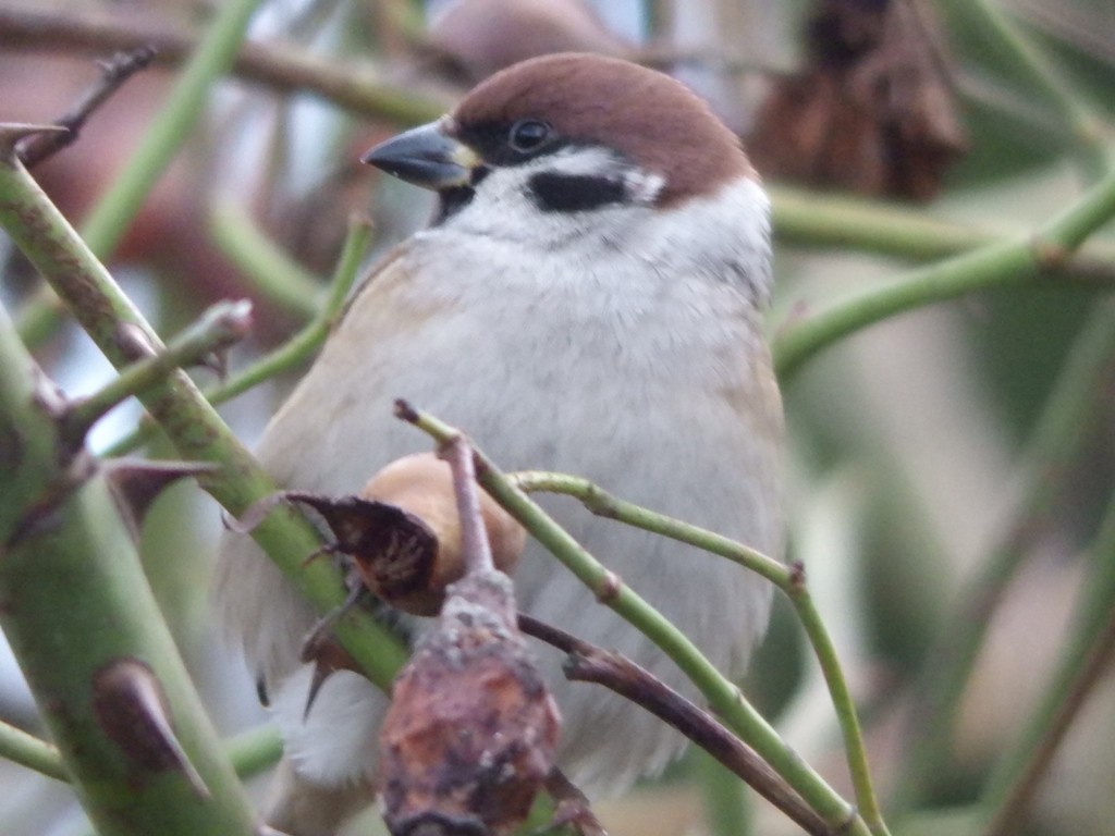 livebirdspoland_c86058478c73750e4e11e96949949d8b.jpg