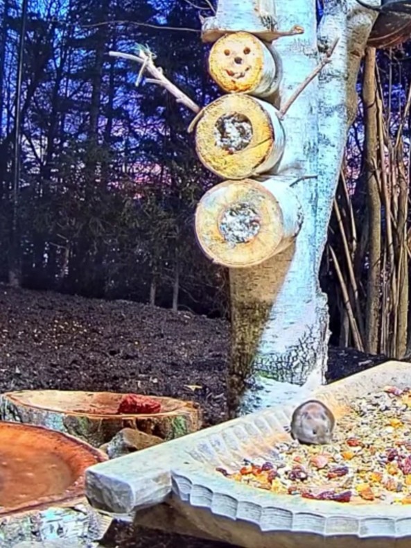 livebirdspoland_0077097e5040a184287d741d8b64c236.jpg