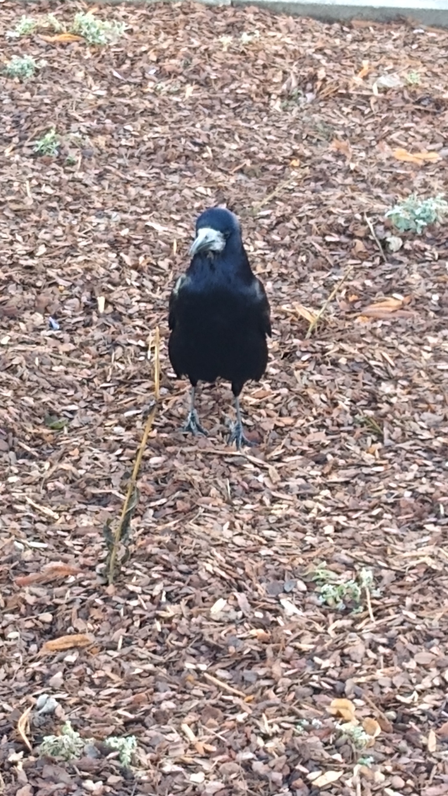 livebirdspoland_058a2504699ffcfe024a574a2fe56483.jpg