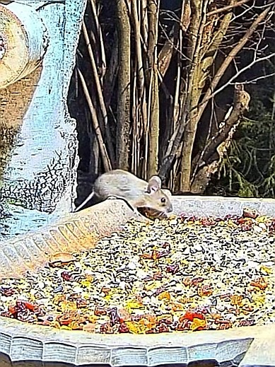 livebirdspoland_10021da419c6d13a772713ae9f4fd324.jpg