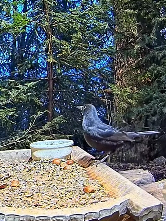 livebirdspoland_ff2c3b2d1d574dd59210c38d06810e42.jpg