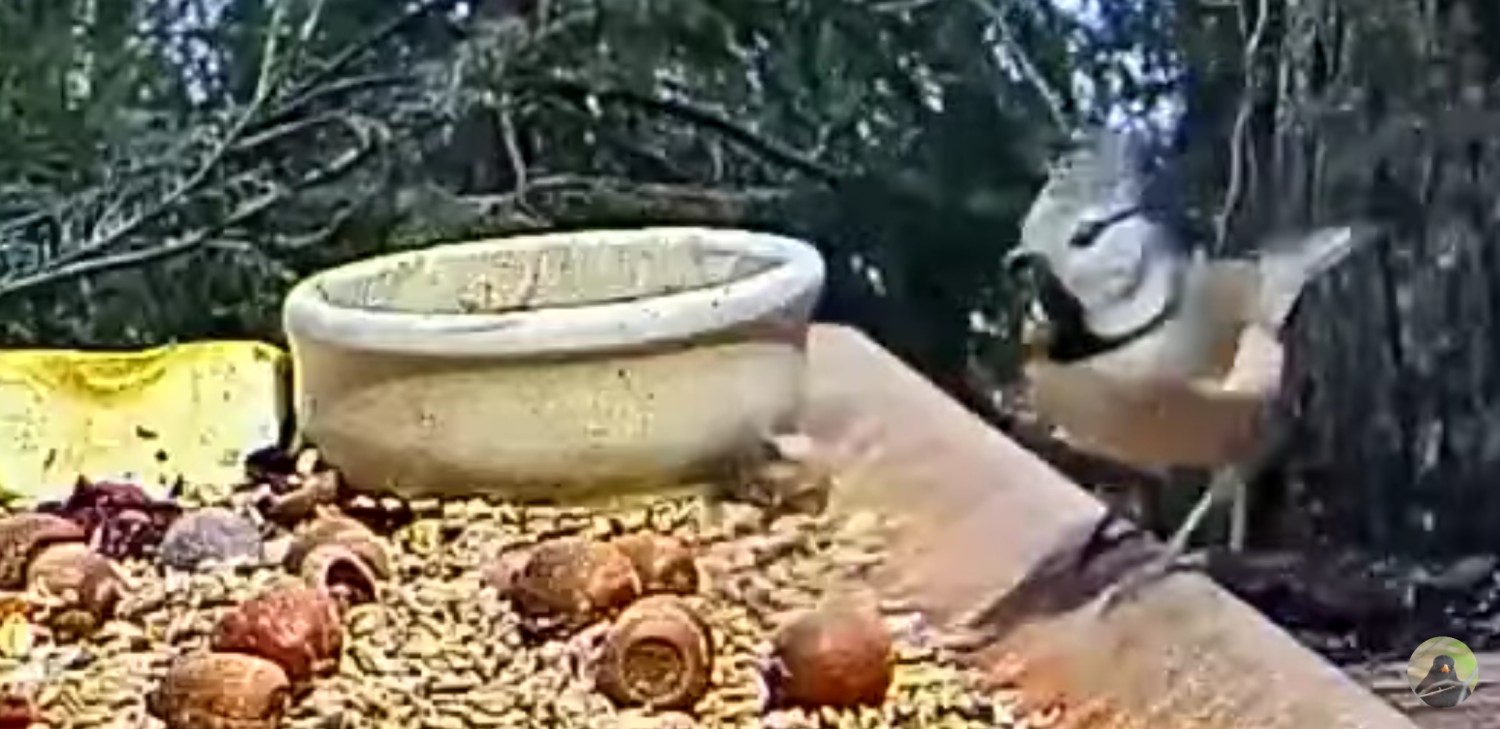 livebirdspoland_ad420e6990dceb2ace0ca7c69a39ef4d.jpg