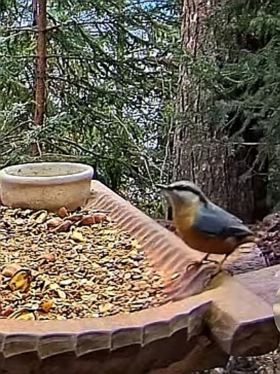 livebirdspoland_75c851795847a1ba8e3c829ebb9d1ae1.jpg