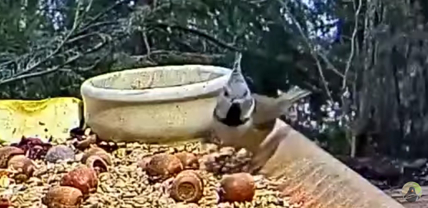 livebirdspoland_240efcb7bfc63cd203b247dda5f1d55b.jpg