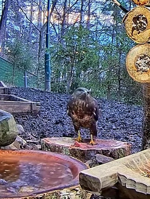 livebirdspoland_9e09a4506d03b1f667c4466bddb0aa01.jpg