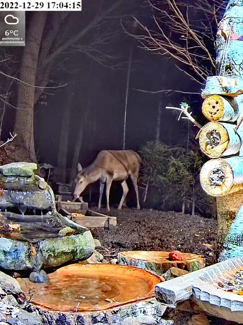 livebirdspoland_5451b3c08616ba194b7cca54633828d8.jpg