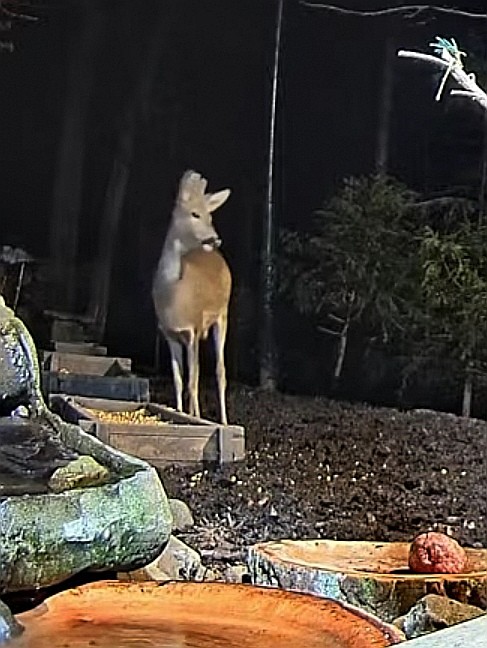 livebirdspoland_483e18c607949c23ac7265389d4a5967.jpg