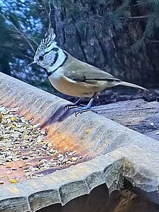 livebirdspoland_bcd6bb3d565b4f46f2a70bf8aae003dd.jpg