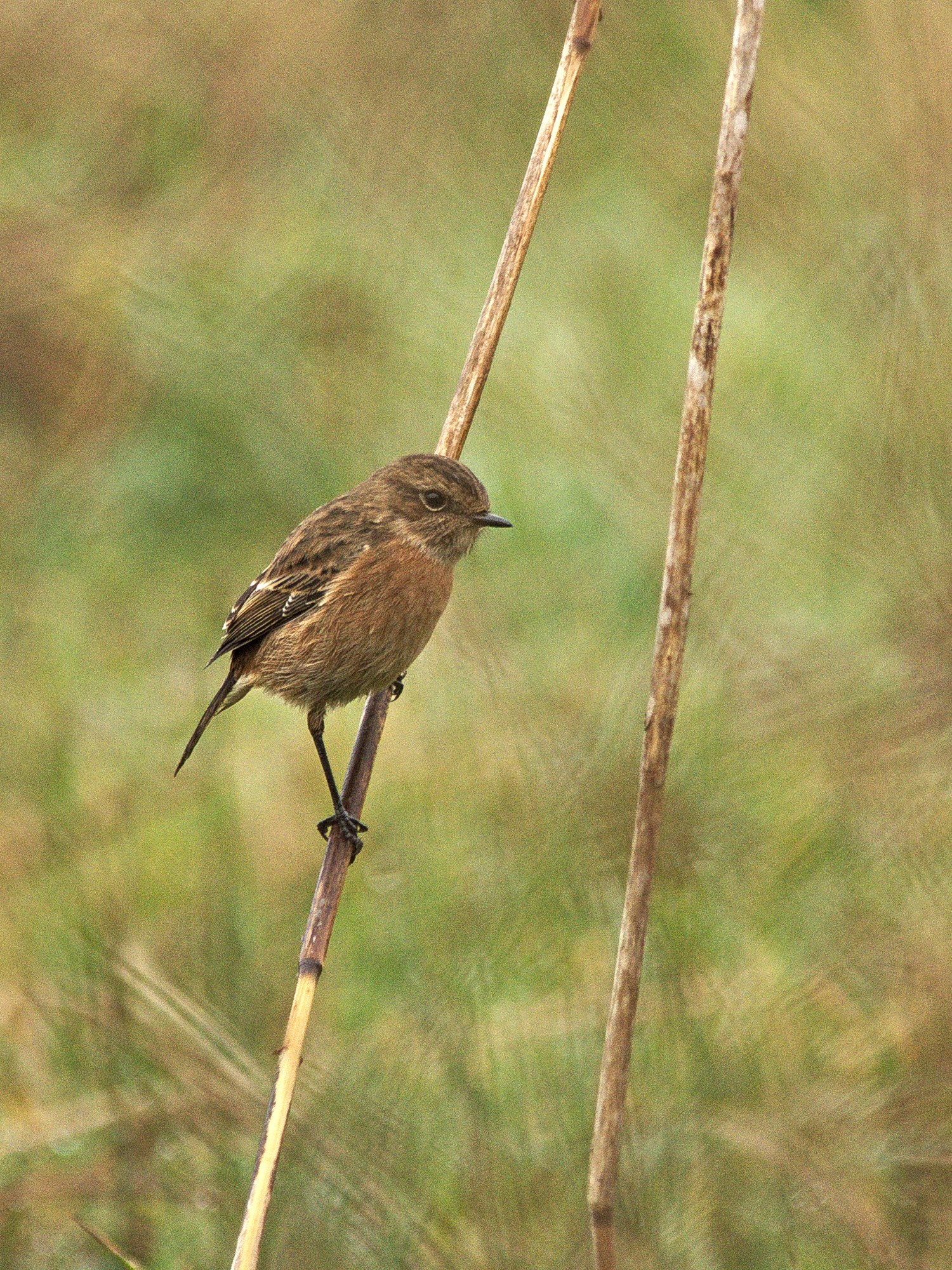livebirdspoland_a0225ee0922ad585f3e68f5869b75de6.jpg