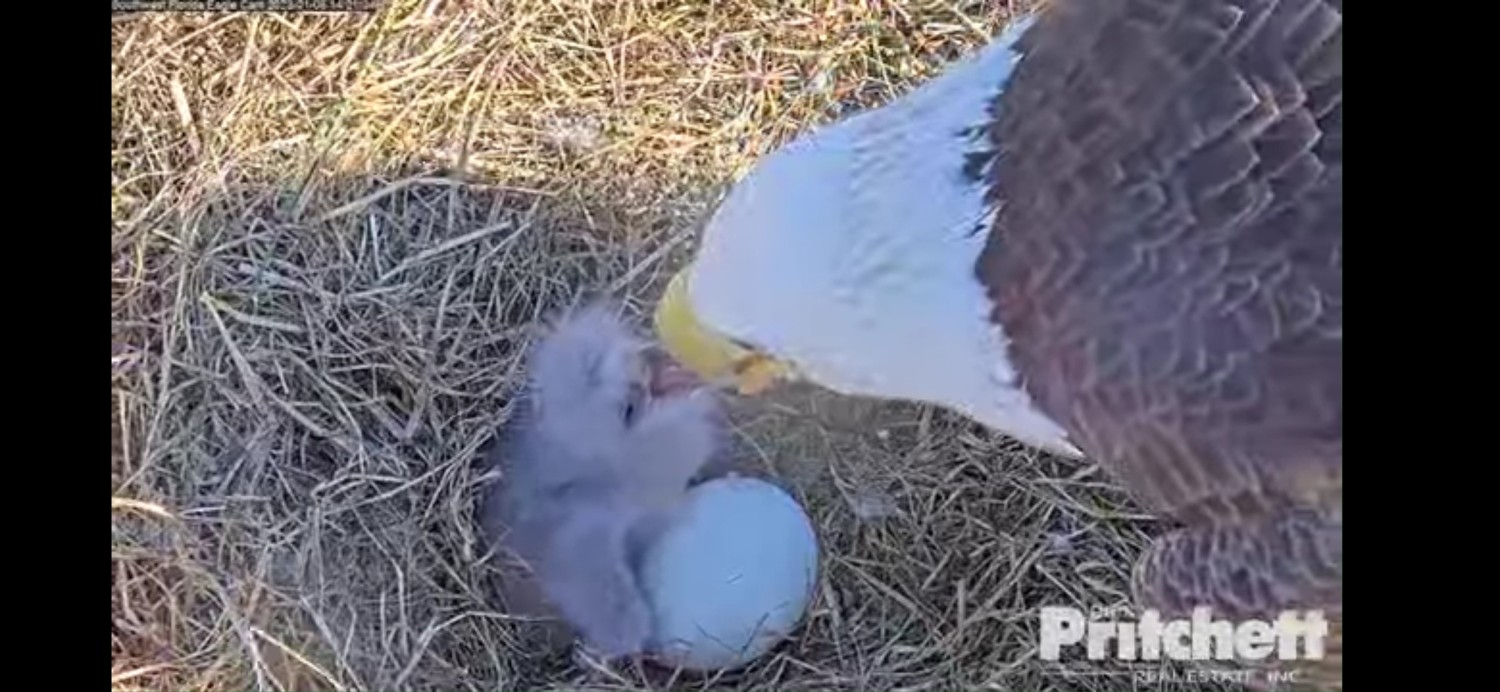 livebirdspoland_e98d8fd62593de3d03834e6bbaa6ef43.jpg