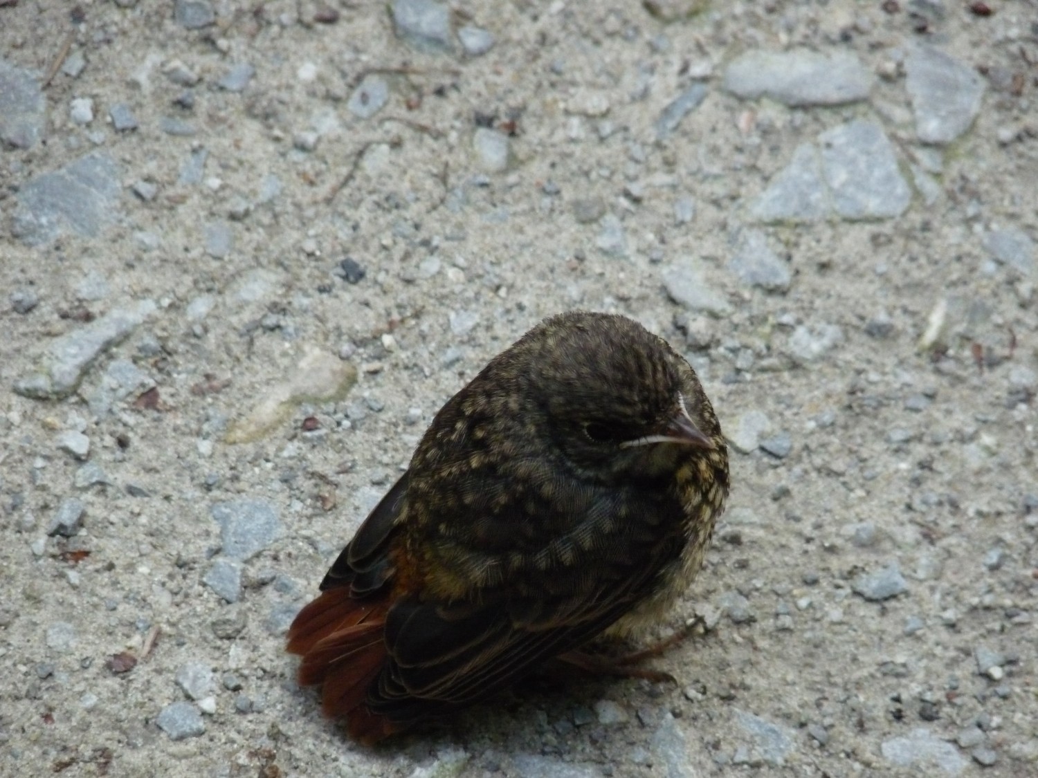 livebirdspoland_e7b8eb3d1f19850be3a38c79b90a1fd0.jpg